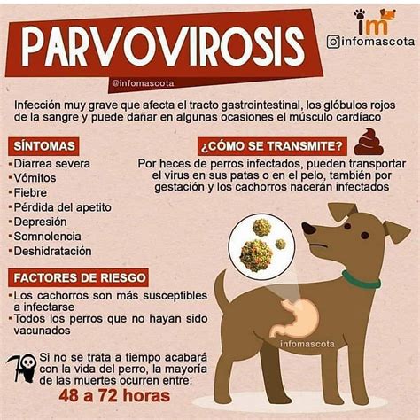 parvovirus en perros